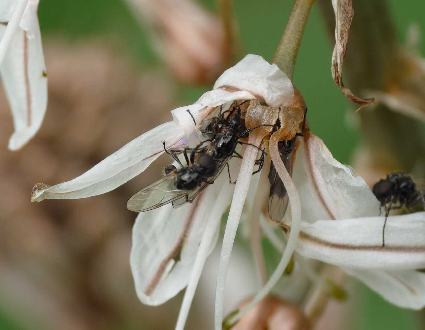 Piccoli Bibionidae: Dilophus cf. femoratus M e F